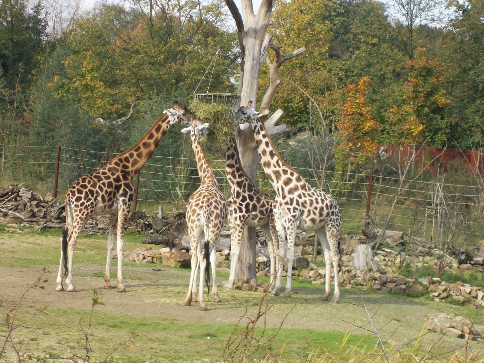 Zoom 18.10.2008-105.jpg